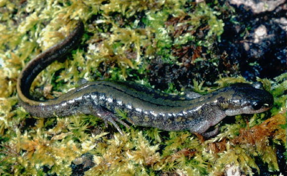 Image of long-toed salamander