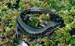 Image of long-toed salamander