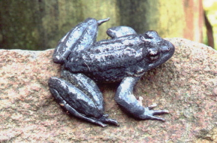 Image of Foothill yellow-legged frog