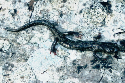 Image of Wandering Salamander