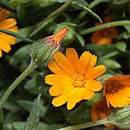 Image of field marigold