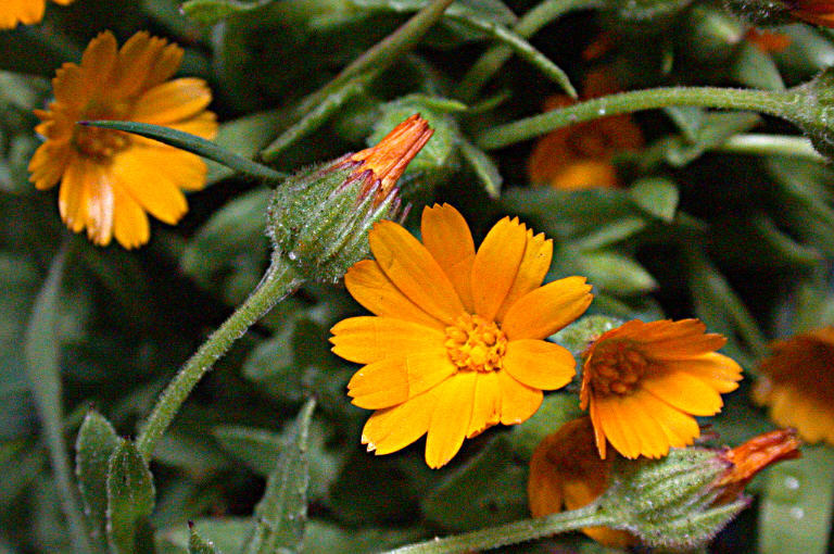 Image of field marigold