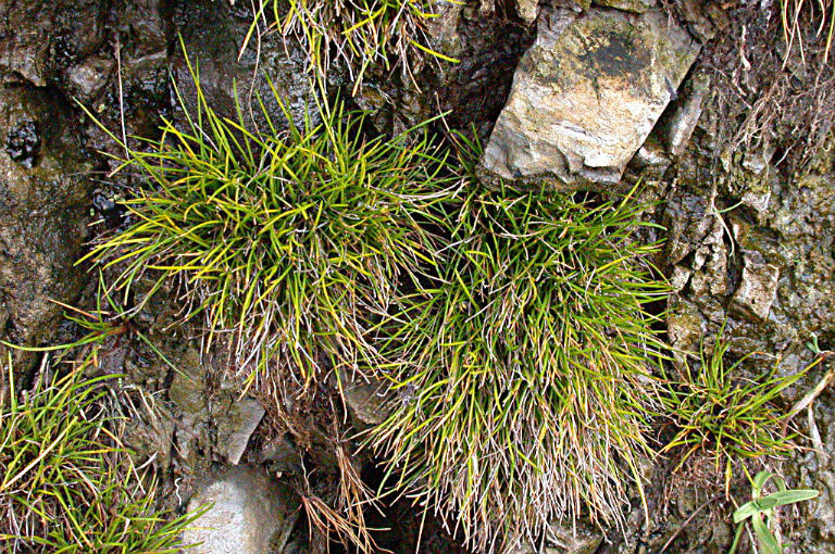 Слика од Isolepis cernua (Vahl) Roem. & Schult.