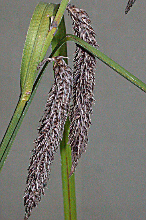 Image of Slough sedge