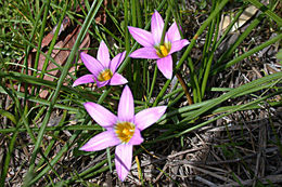 Image of rosy sandcrocus