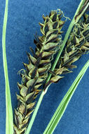 Image of Aquatic sedge