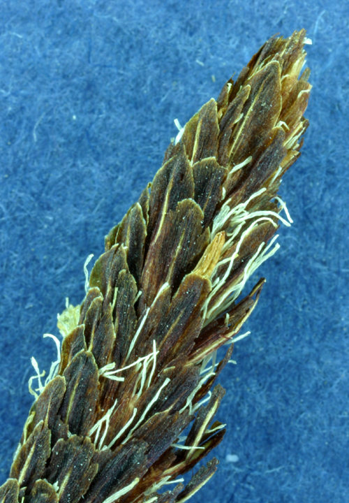 Image of Aquatic sedge