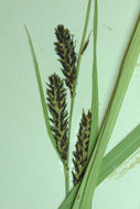 Image of Aquatic sedge