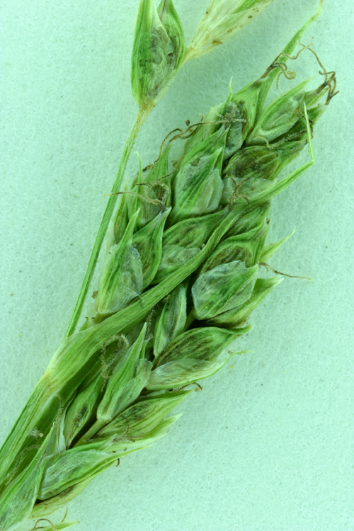 Image of Whitney's sedge