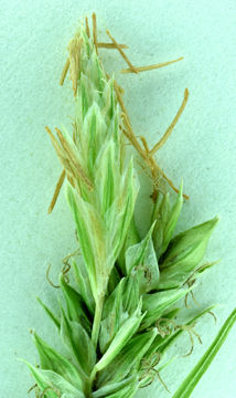 Image of Whitney's sedge