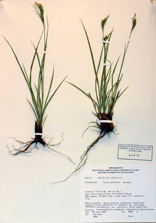 Image of Whitney's sedge