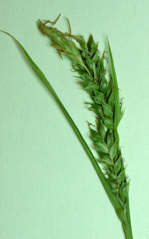 Image of Whitney's sedge