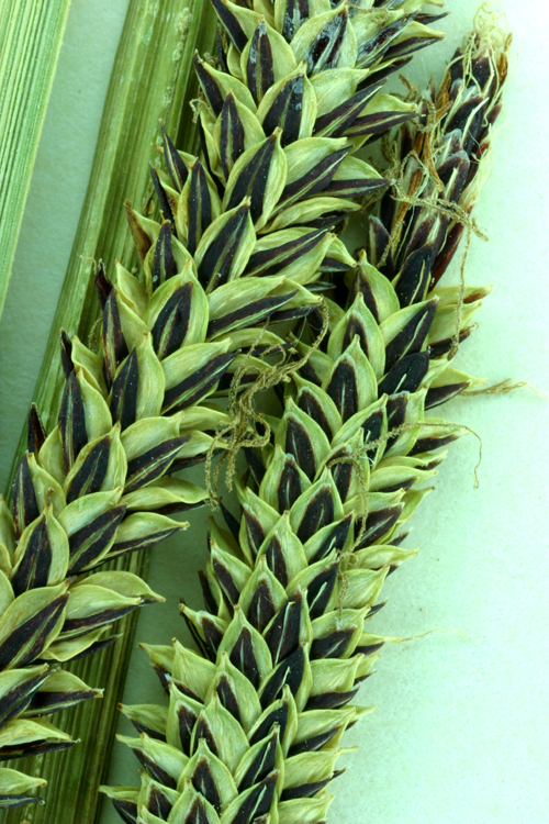 Image of Torrent Sedge