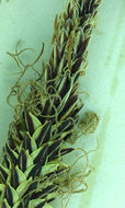 Image of Torrent Sedge