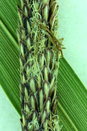 Image of Torrent Sedge