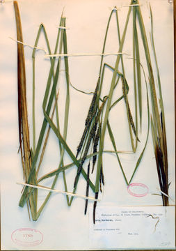 Image of Torrent Sedge