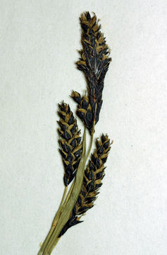 Image of Southwestern Showy Sedge