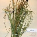 صورة Carex bolanderi Olney