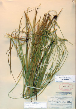 Sivun Carex bolanderi Olney kuva
