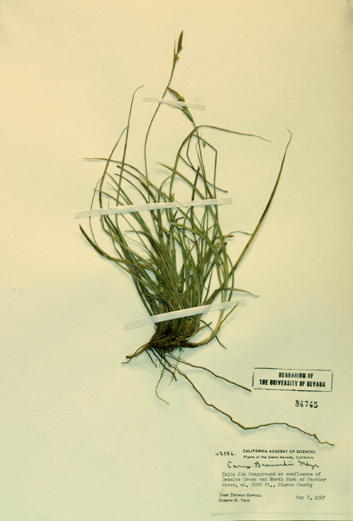 Image of Brainerd's sedge