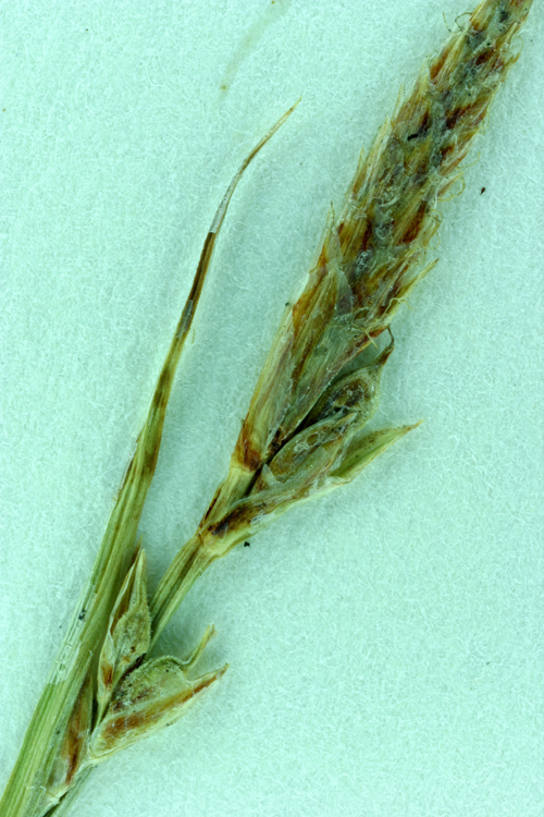 Image of Brainerd's sedge