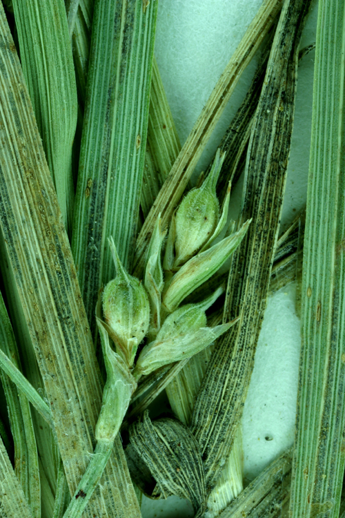 Image of Brainerd's sedge