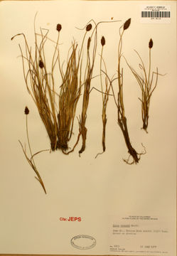 Image of Brewer's sedge