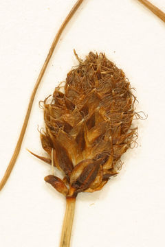 Image of Brewer's sedge