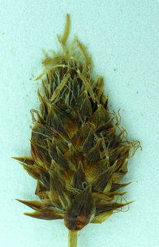 Image of Brewer's sedge