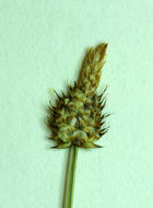 Carex capitata Sol. resmi