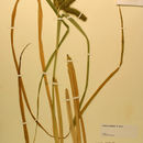 Image of Carex comosa Boott