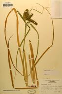 Image of Bristly sedge