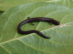 Image of Gabilan Mountains Slender Salamander