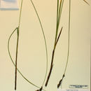 Sivun Carex cusickii Mack. kuva