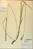 Image of Cusick's sedge