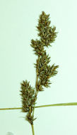 Image of Cusick's sedge