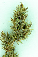 Image of Cusick's sedge