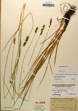 Image of Dense Sedge