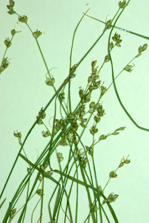 Image of softleaf sedge