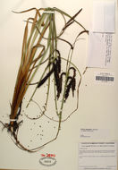 Image of Sitka sedge