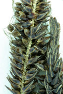 Image of Sitka sedge