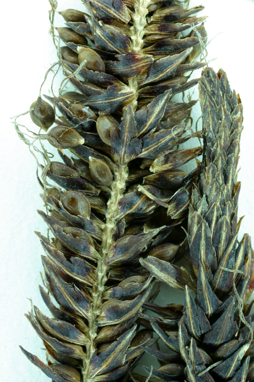 Image of Sitka sedge