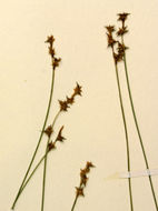 Image of Star Sedge