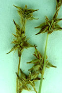 Image of Star Sedge