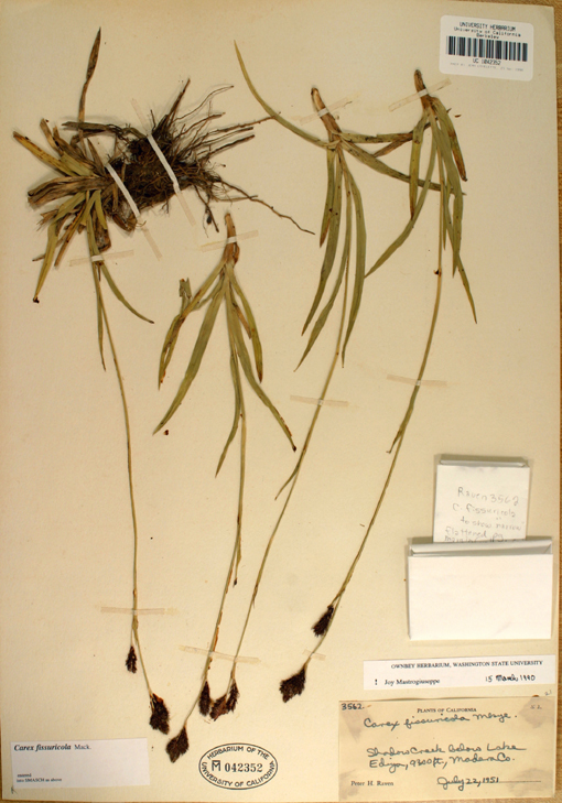 Image of Cleft Sedge