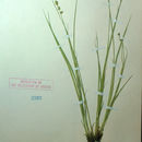 Image of Inland sedge