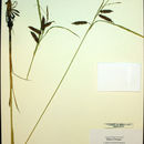 Image of Lyngbye's sedge