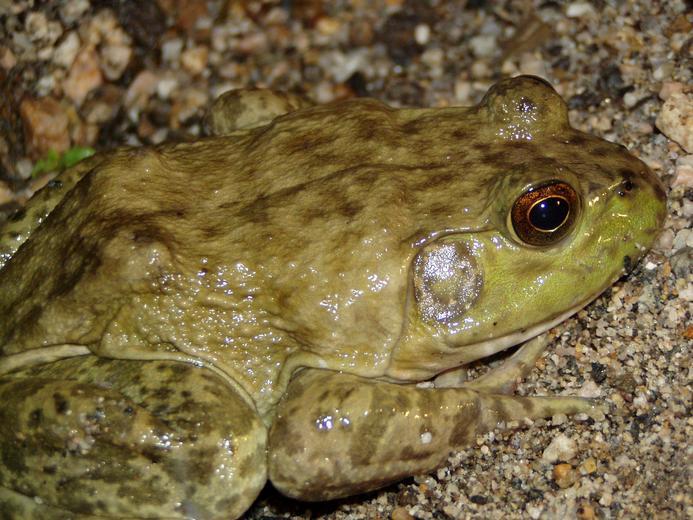 Слика од Lithobates catesbeianus (Shaw 1802)