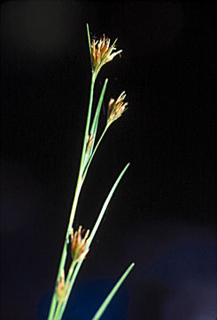 صورة Rhynchospora capitellata (Michx.) Vahl