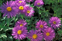 Image of alpine aster